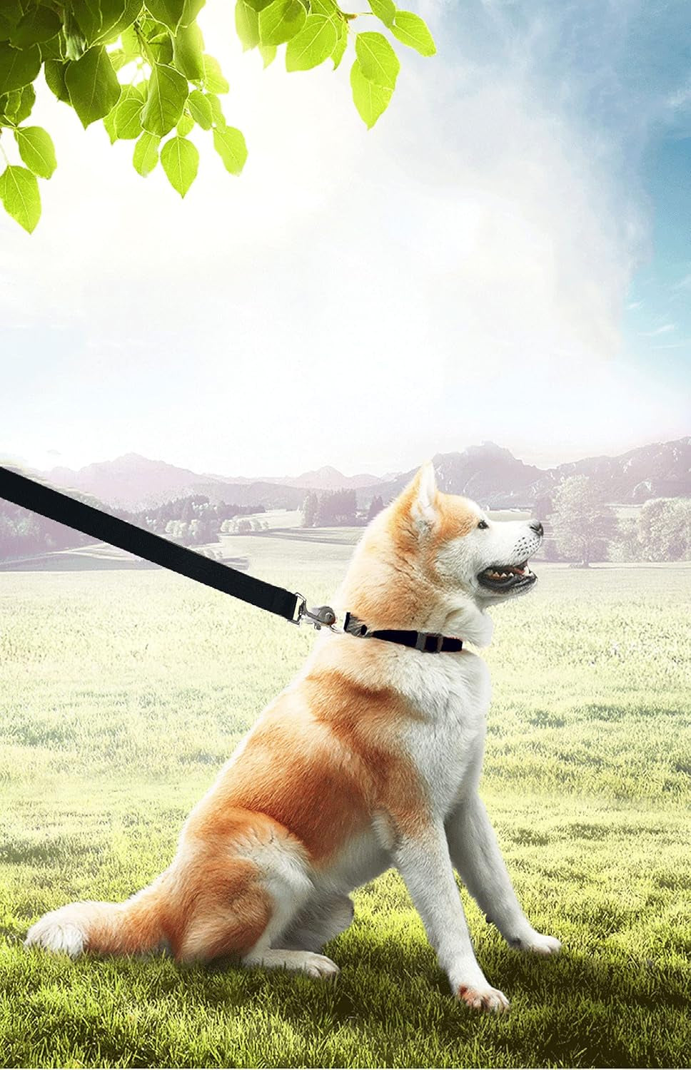 15Ft 20Ft 30Ft 40Ft 50Ft Long Dog/Puppy Lead Obedience Recall Training Dog Leashes for Small Medium Dogs Camping, Training, Play, or Backyard (20 FT, Black)