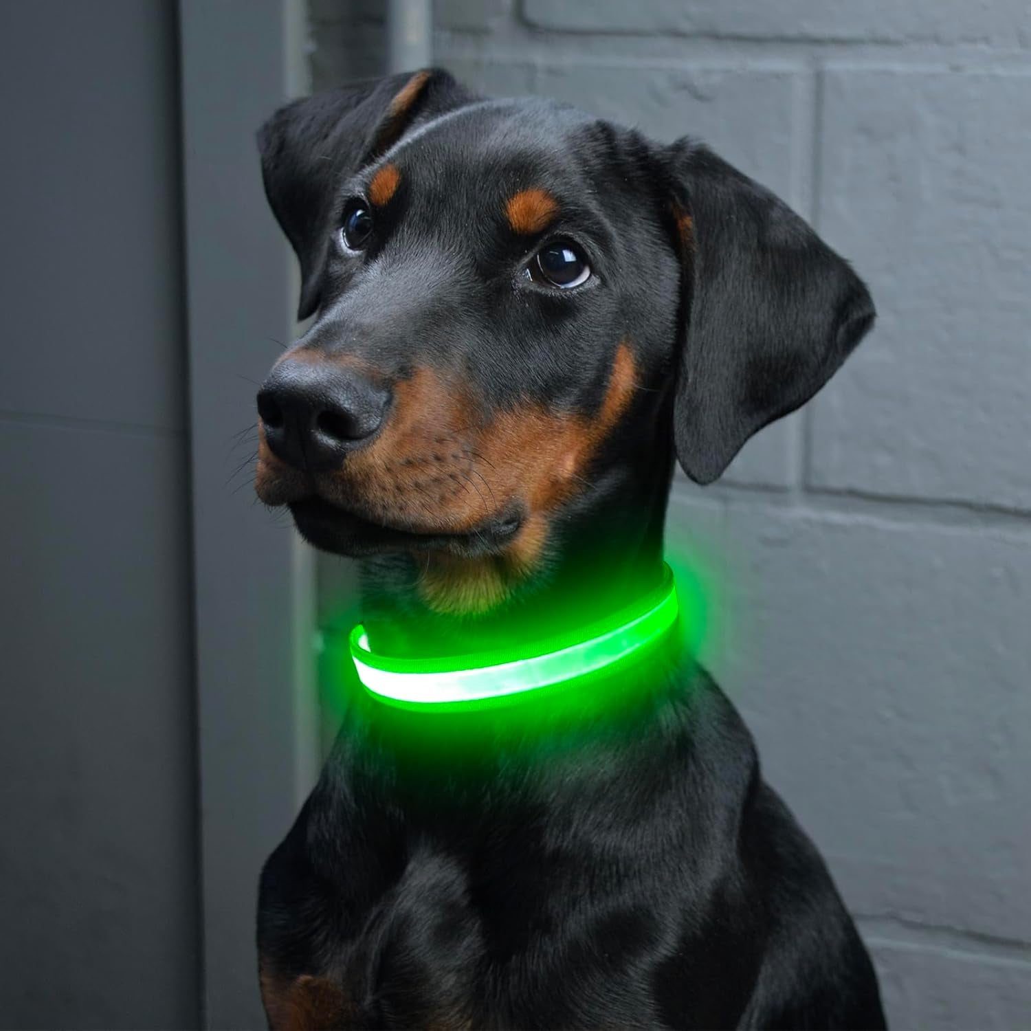 LED Dog Collar, Light up Dog Collar Adjustable Safety Glowing Collar | USB Rechargeable Super Bright Light Collars for Dogs(Small,Green)